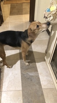 Найденные собаки - Лиза - 3