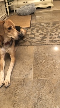 Собаки в добрые руки - Лиза