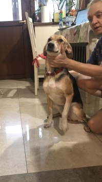 Собаки в добрые руки - Лиза - 1