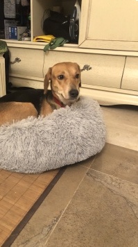 Собаки в добрые руки - Лиза - 2