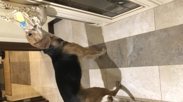 Собаки в добрые руки - Лиза - 3