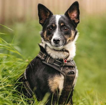 Собаки в добрые руки - Налла