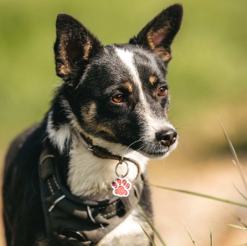 Собаки в добрые руки - Налла - 2