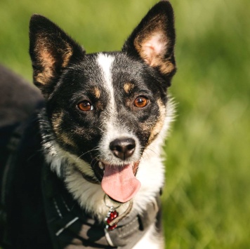 Собаки в добрые руки - Налла - 3