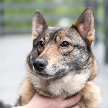 Собаки в добрые руки - Булка