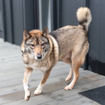 Собаки в добрые руки - Булка - 2