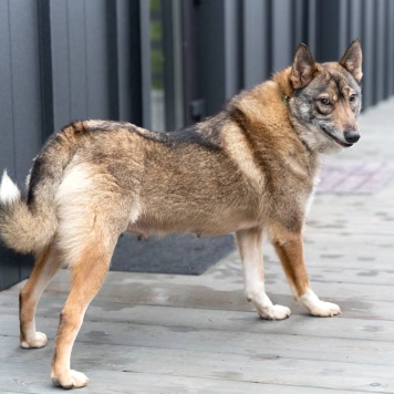 Собаки в добрые руки - Булка - 4