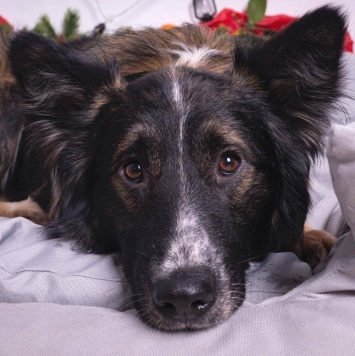 Собаки в добрые руки - Фил