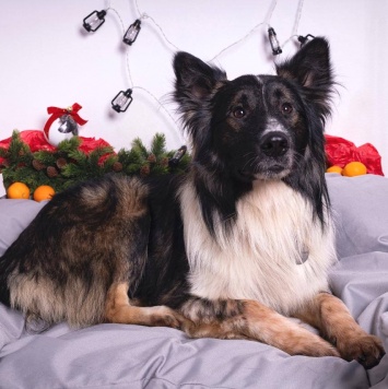 Собаки в добрые руки - Фил - 1