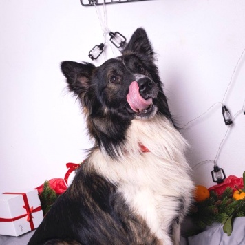 Собаки в добрые руки - Фил - 2