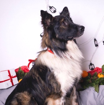 Собаки в добрые руки - Фил - 3