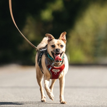 Чупик - Собаки в добрые руки