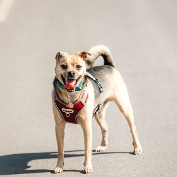 Собаки в добрые руки - Чупик - 1
