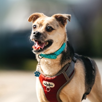 Собаки в добрые руки - Чупик - 2