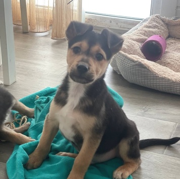 Собаки в добрые руки - Лео