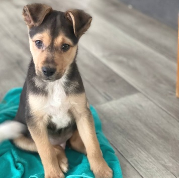 Собаки в добрые руки - Лео - 1