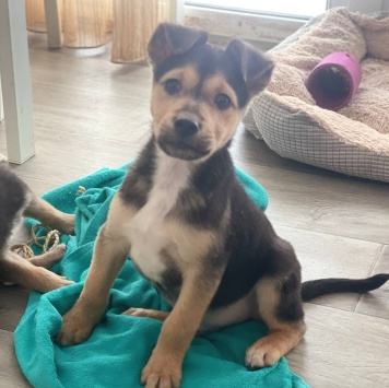 Собаки в добрые руки - Лео - 2