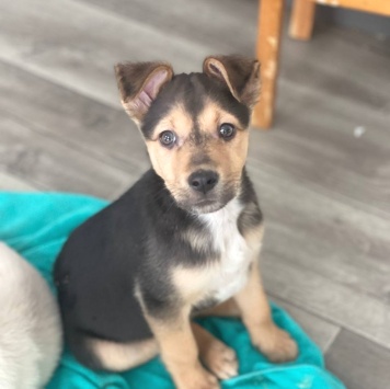 Собаки в добрые руки - Лео - 4