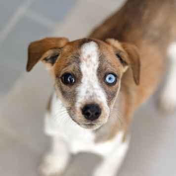 щенки - Собаки в добрые руки