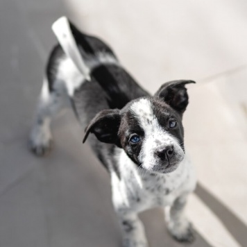 Собаки в добрые руки - щенки - 1