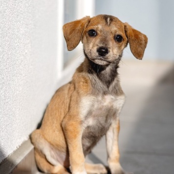 Собаки в добрые руки - щенки - 2