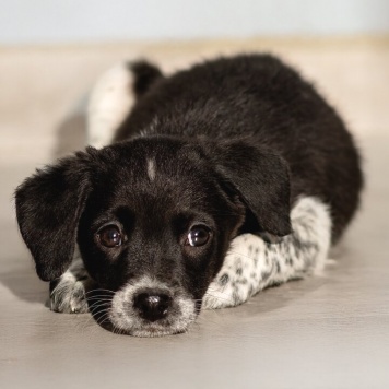 Собаки в добрые руки - щенки - 3