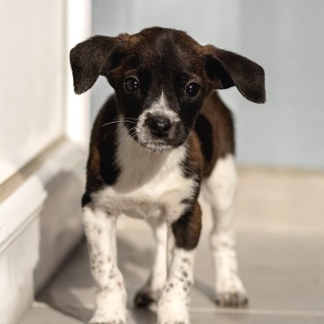 Собаки в добрые руки - щенки - 4