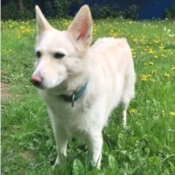 Собаки в добрые руки - Чиффа