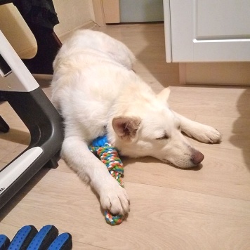 Собаки в добрые руки - Чиффа - 1