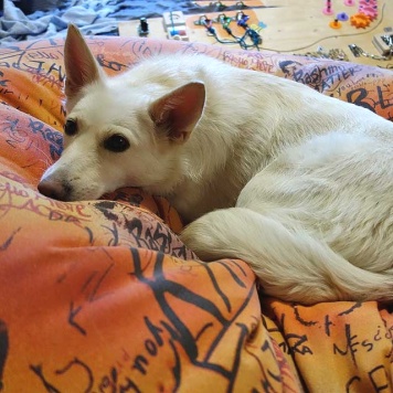 Собаки в добрые руки - Чиффа - 2