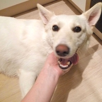 Собаки в добрые руки - Чиффа - 4