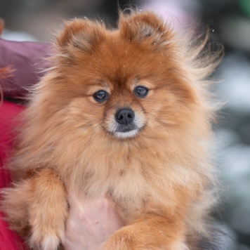 Собаки в добрые руки - Кики