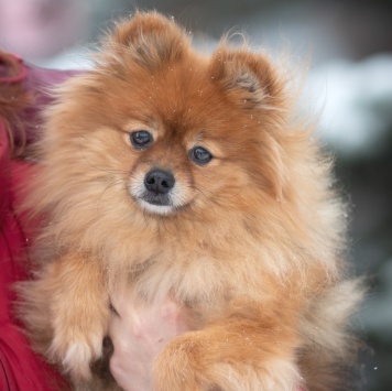 Собаки в добрые руки - Кики - 1