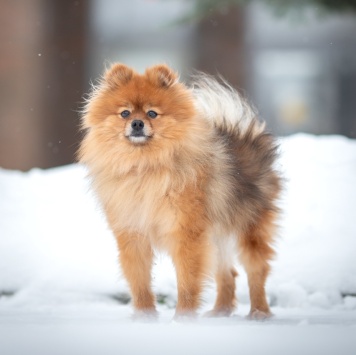 Собаки в добрые руки - Кики - 2