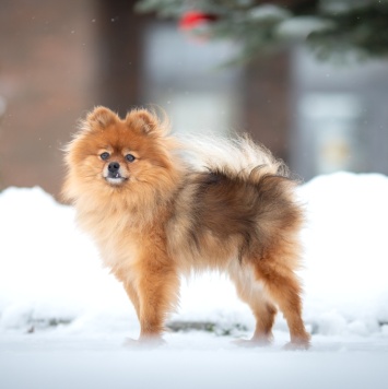 Собаки в добрые руки - Кики - 3