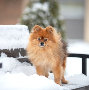 Собаки в добрые руки - Кики - 4