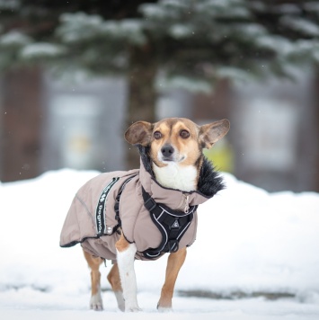 Собаки в добрые руки - Лана