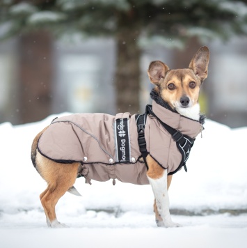 Собаки в добрые руки - Лана - 1