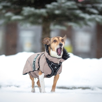 Собаки в добрые руки - Лана - 2