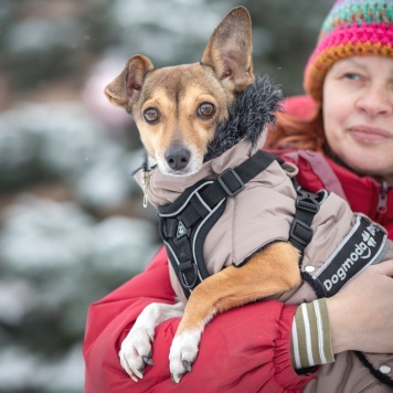 Собаки в добрые руки - Лана - 4