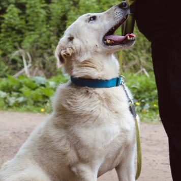 Собаки в добрые руки - Айк