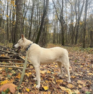 Собаки в добрые руки - Айк - 1