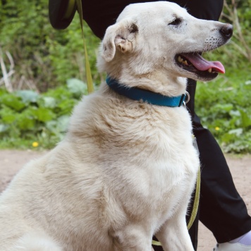 Собаки в добрые руки - Айк - 2