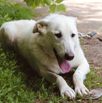 Собаки в добрые руки - Айк - 3