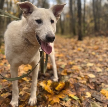 Собаки в добрые руки - Айк - 4