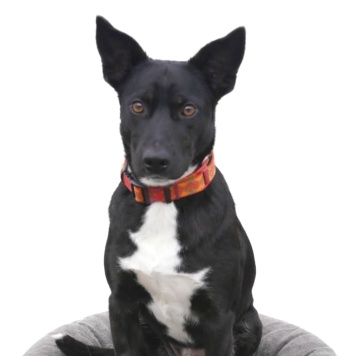 Собаки в добрые руки - Марси