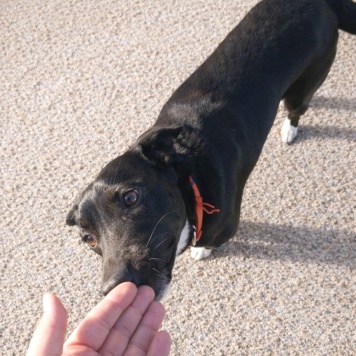 Собаки в добрые руки - Марси - 2