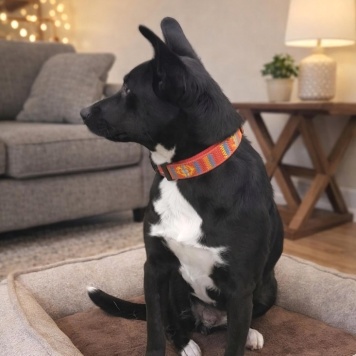 Собаки в добрые руки - Марси - 3