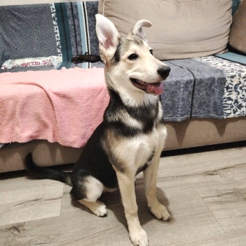 Тома - Собаки в добрые руки