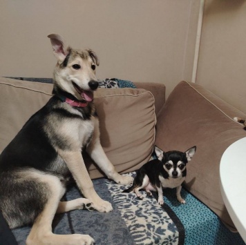 Собаки в добрые руки - Тома - 1